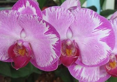 金玉满堂怎么养