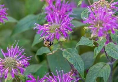 醋栗是什么东西