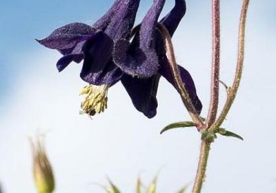 车厘子成熟季节