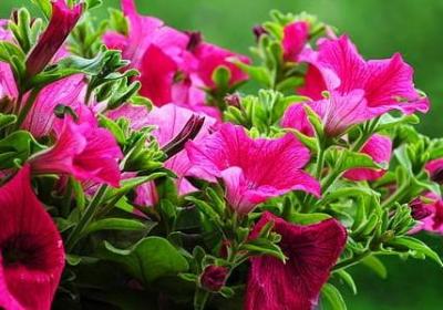 金线莲如何食用