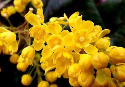 连翘的作用与功效