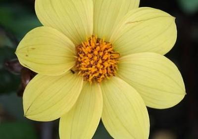 金枝玉叶怎么扦插