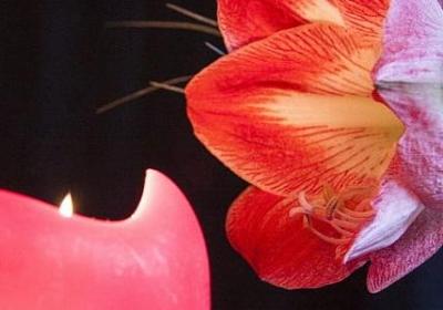 金枝玉叶有毒吗