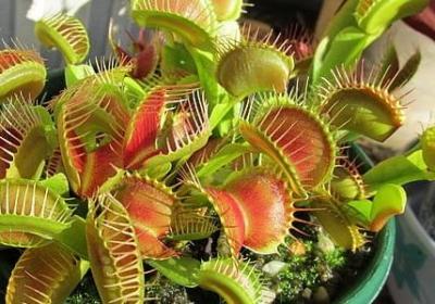 金枝玉叶怎么养才变红