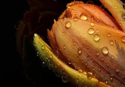 辣椒属于什么类蔬菜