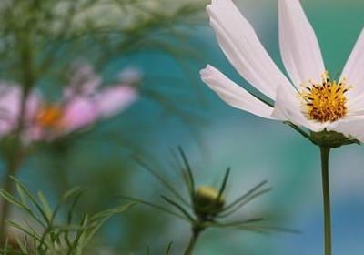 金线莲怎么种植