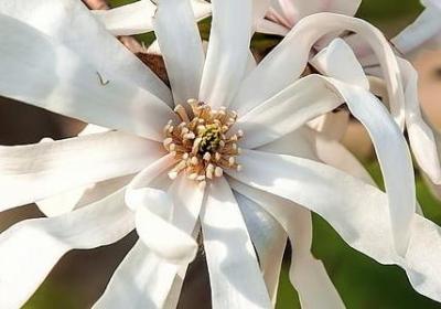 送老师什么花好