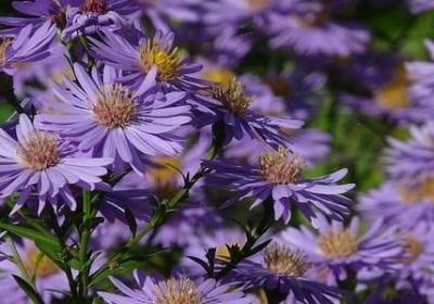 金枝玉叶为啥有毒