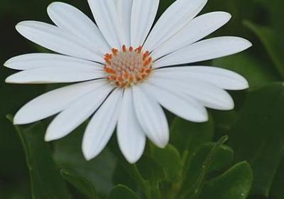 金枝玉叶什么意思