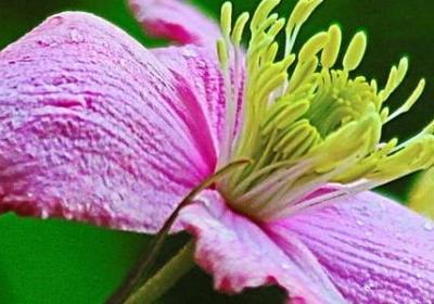 醋泡黑豆的做法