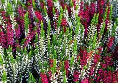 醋泡黑豆怎么吃