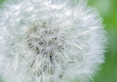 适合水培的植物