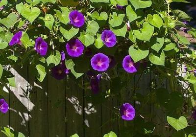 释迦的功效与作用