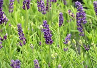 金枝玉叶怎么养才开花