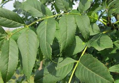 野苦菜的功效与作用