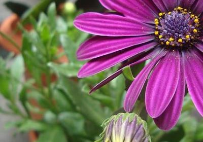 释迦果种子能种吗