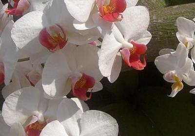 遥远的鼓声月季