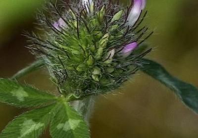 金枝玉叶如何造型