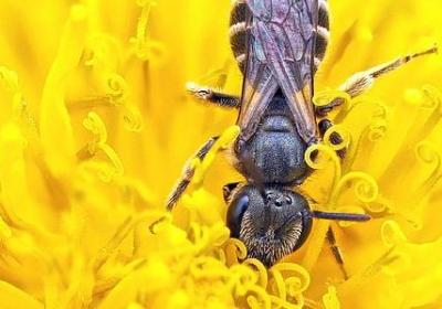 花语是勇气的花