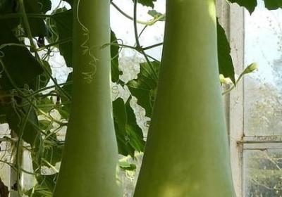 送妈妈什么花合适