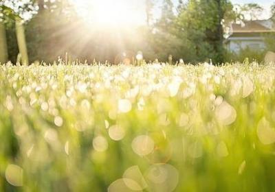 金丝檀木是什么木