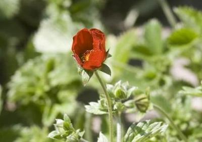 金弹子可以吃吗