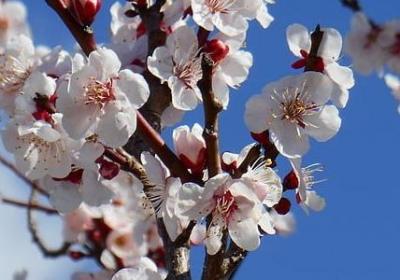 车厘子樱桃的区别