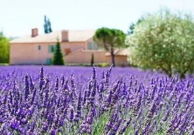 车厘子树长什么样