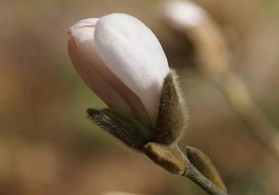 金桂和丹桂的区别