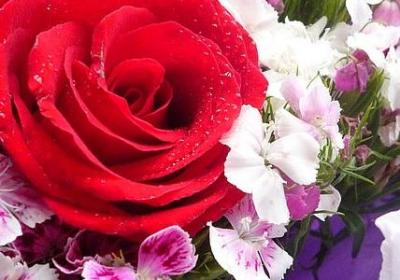 金果是什么水果