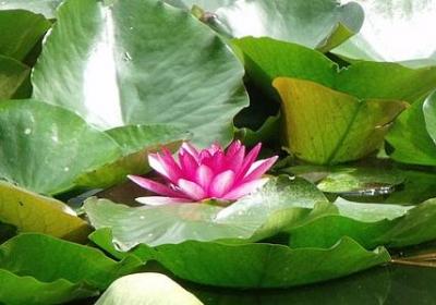 醒花是什么意思