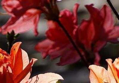 金线莲的功效与作用