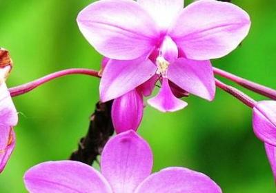 花语各种花的花语