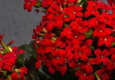 重楼是什么药材