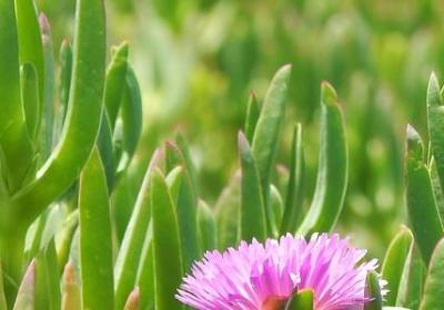 花语是友情的花