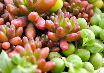 辣木籽功效作用