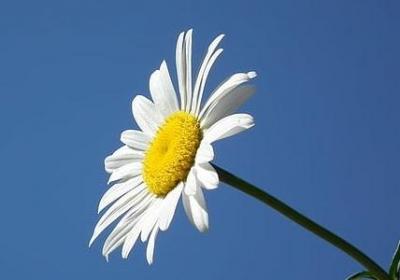 金线莲的药用价值