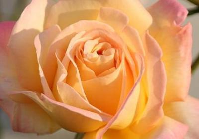 辣椒种植方法和时间