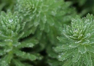 金桂和丹桂哪个好