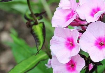 车厘子和樱桃是一种水果吗