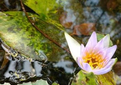 金丝楠木有香味吗