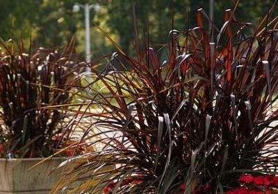 都有什么花的名字