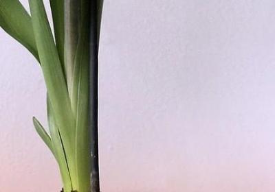 金线莲药用价值