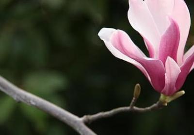 重楼的功效与作用