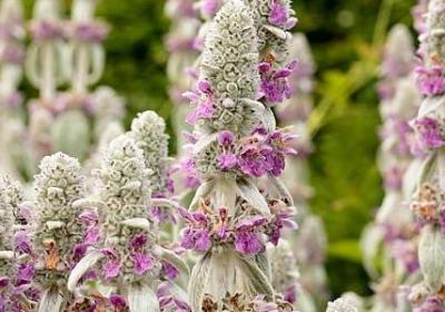 金线莲的食用方法