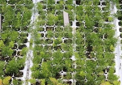 酸性肥料有哪些