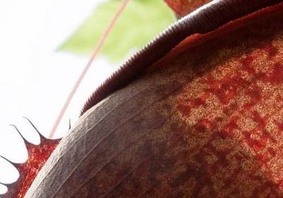 释迦果的正确吃法