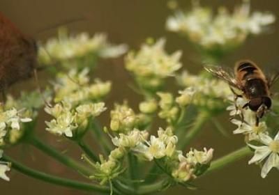 金枝玉叶打一生肖