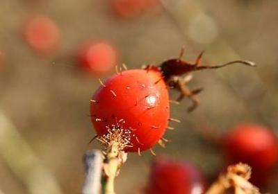 金枝玉叶开花吗