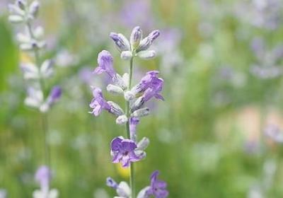 醋泡黑豆怎么做